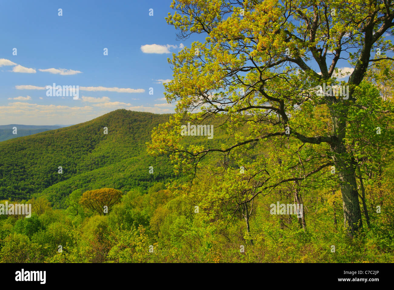 Pass Mountain Overlook, Shenandoah National Park, Virginia, USA Stock Photo