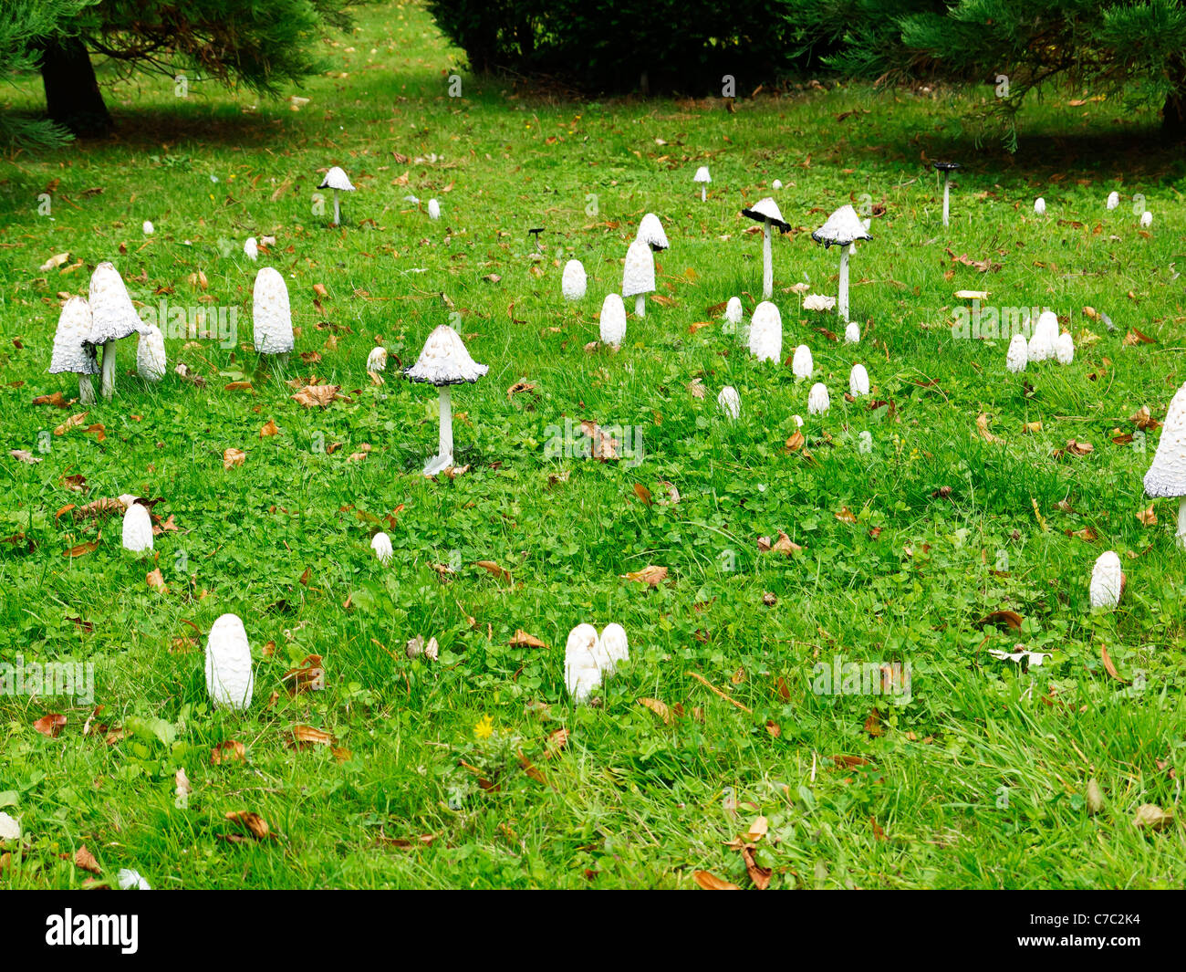 A number of fungi mushrooms or toadstools growing on grass under trees September Autumn UK Stock Photo