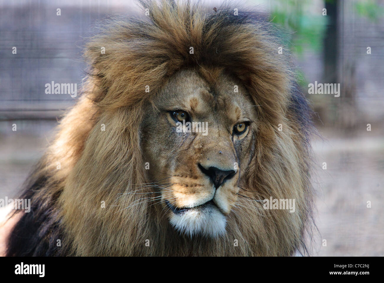 The Barbary Lion | Lions photos, National animal, Lion pictures