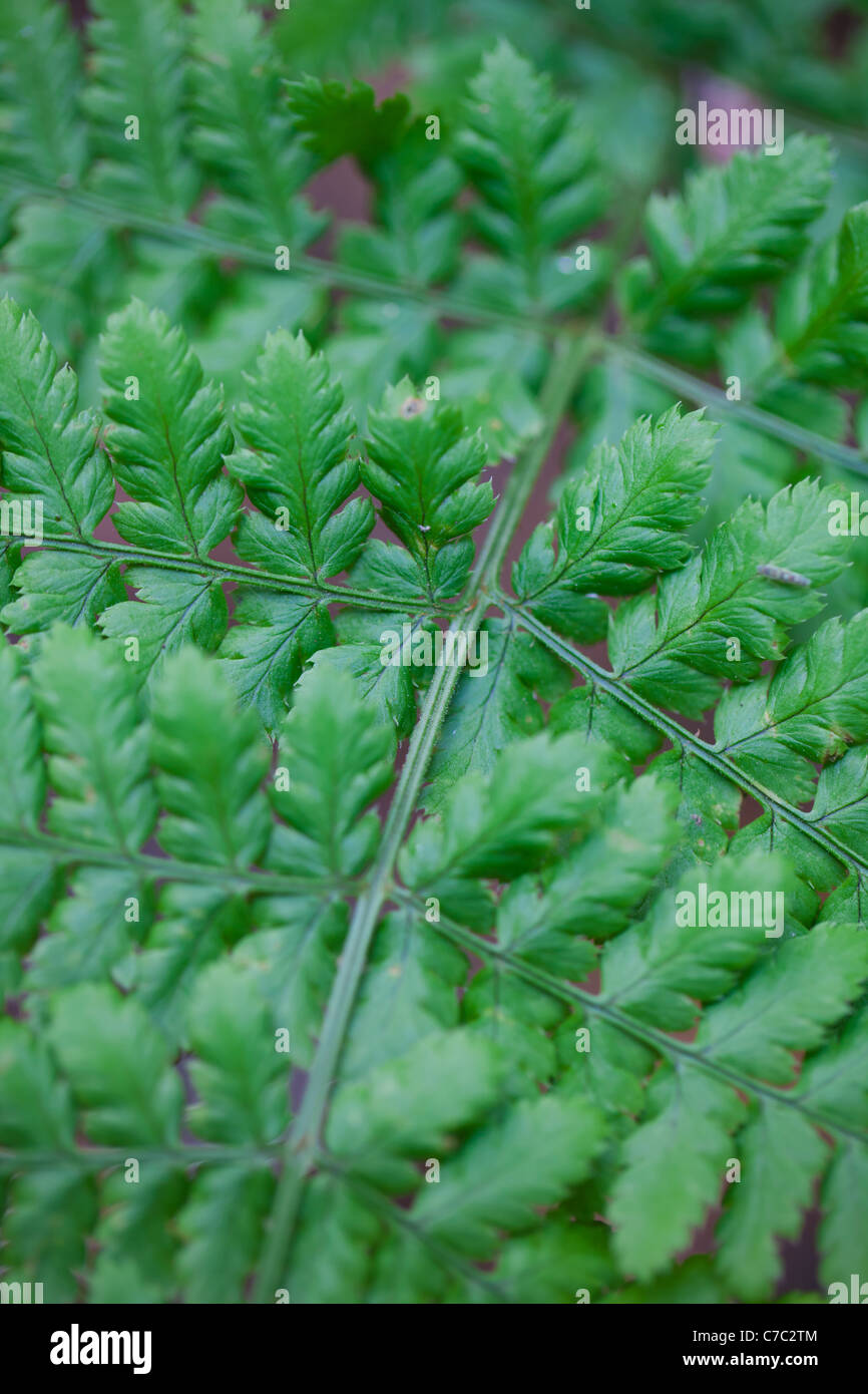 Detail of a fern leaf showing the 'mini' leaves on the branch Stock Photo
