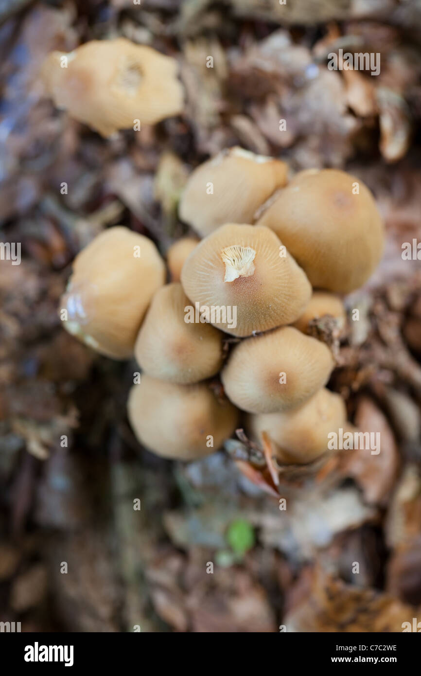 A cluster of brown toadstools viewed from the top Stock Photo