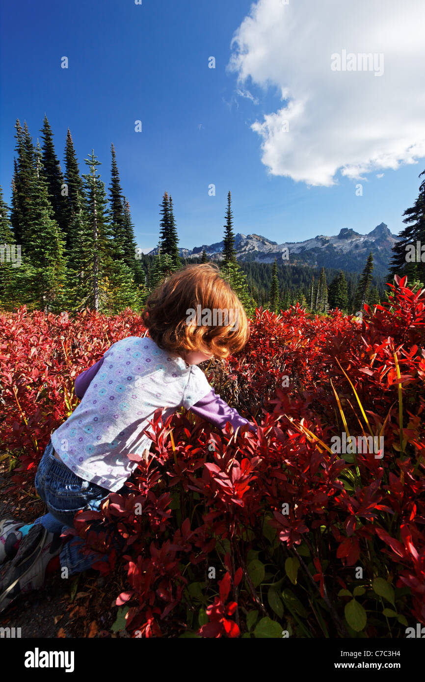 Young girl picking mountain huckleberries in autumn colored subalpine meadow, Mount Rainier National Park, Washington, USA Stock Photo