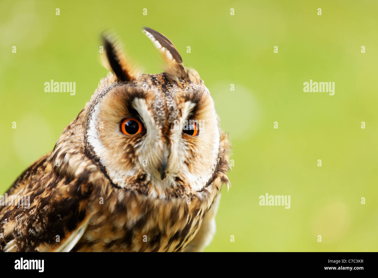 Captive long-eared owl on display at Glenveagh Castle, Glenveagh National Park, County Donegal, Republic of Ireland Stock Photo