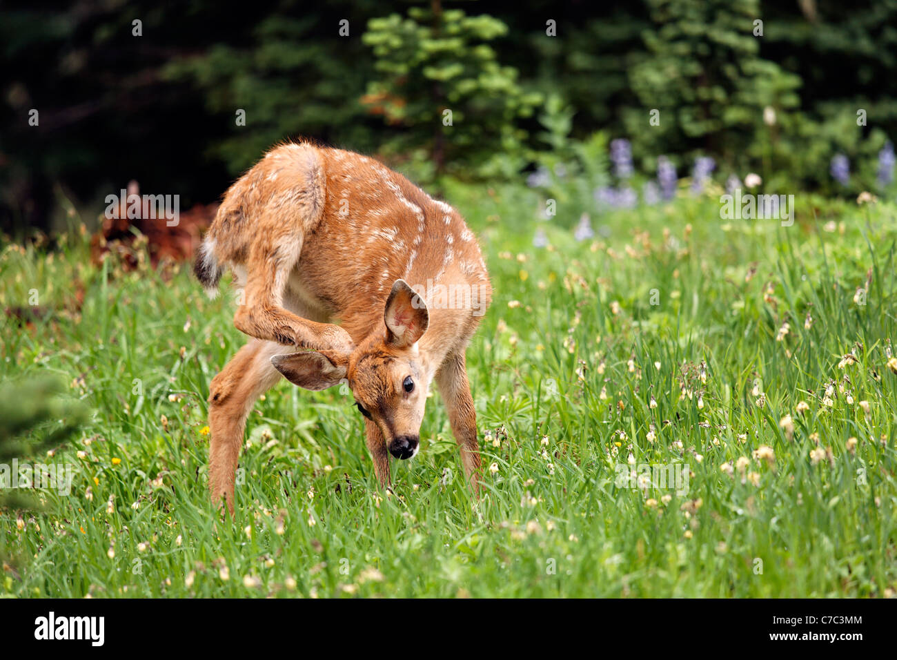 Blacktail deer fawn scratching head with hind leg, Paradise, Mount Rainier National Park, Washington, USA Stock Photo