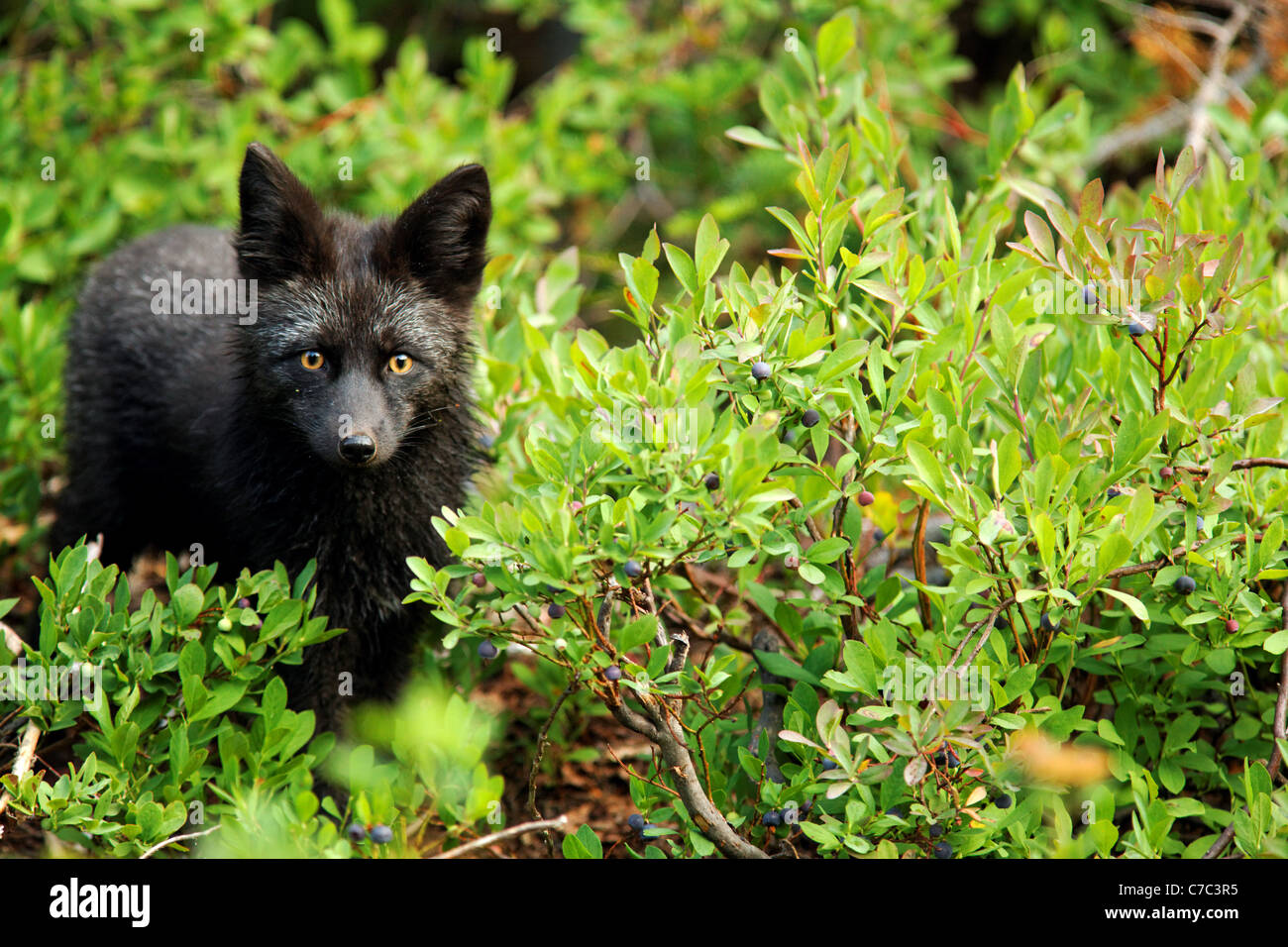 Black fox (dark phase of red fox) standing in huckleberry, Paradise