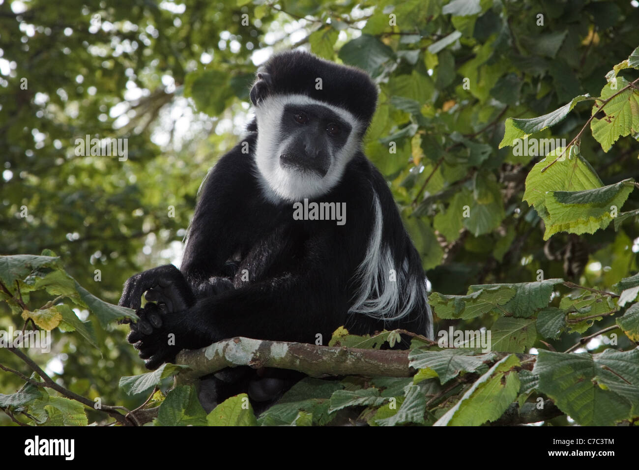Black and white colobus monkey. Stock Photo
