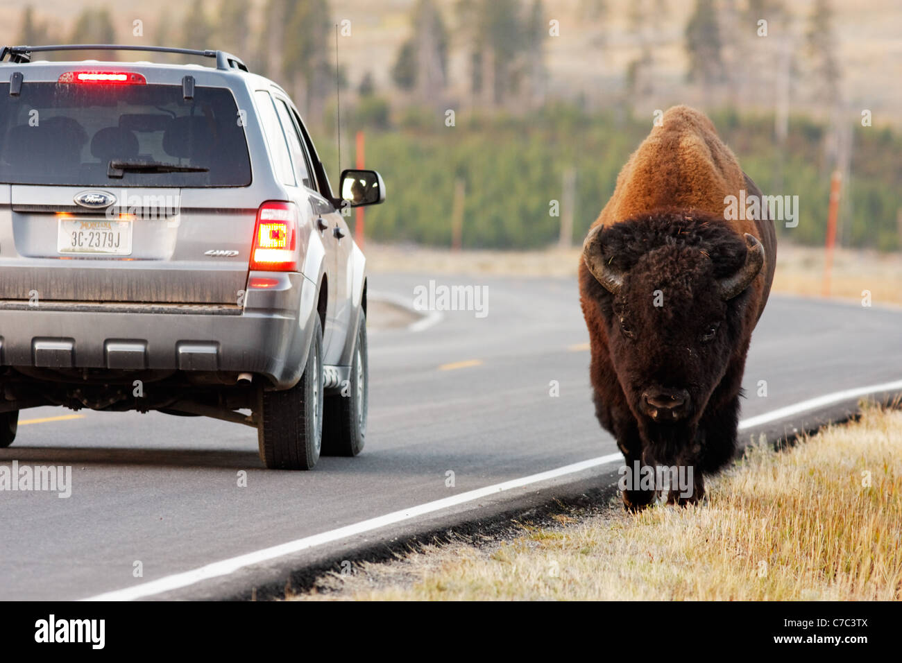 Male bison walking next to traffic on park road in autumn near Swan Lake, Yellowstone National Park, Wyoming, USA Stock Photo