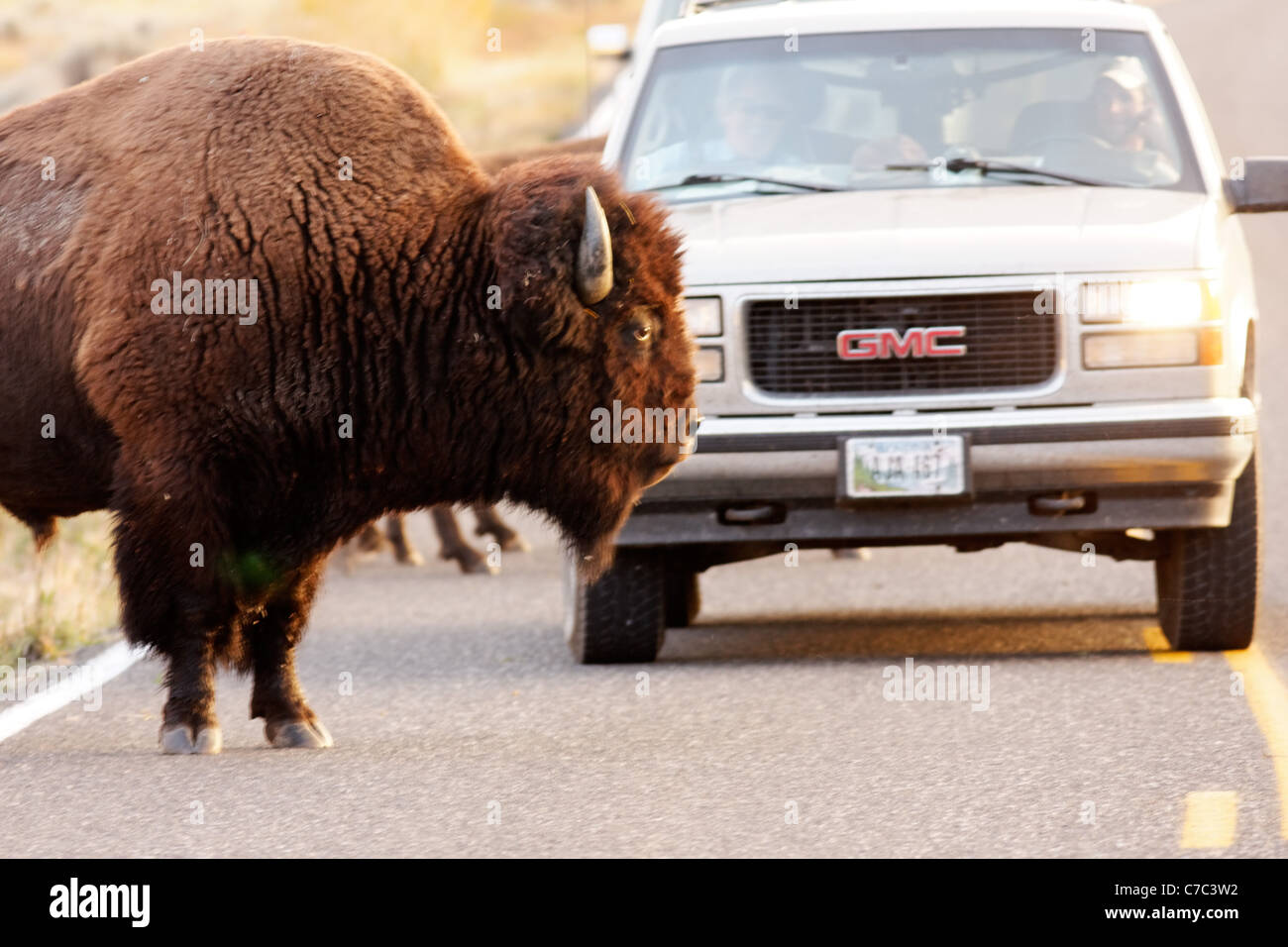 Male bison standing on park road in front of traffic in autumn near Swan Lake, Yellowstone National Park, Wyoming, USA Stock Photo