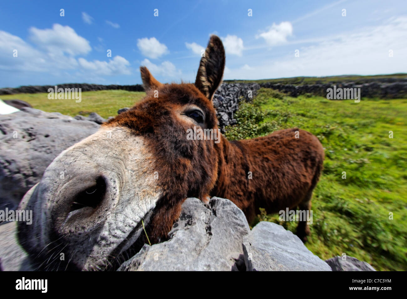 Donkey in pasture resting chin on rock wall, Inishmore, Aran Islands, County Galway, Republic of Ireland Stock Photo