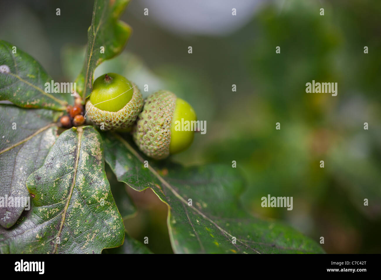 Two young acorns on an oak tree branch Stock Photo