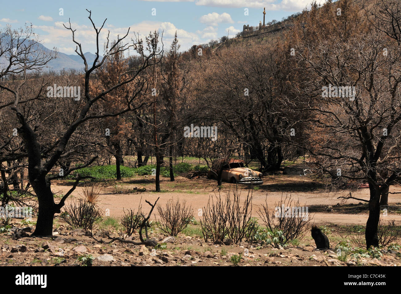Burned areas of the Huachuca Mountains in the Coronado National Forest