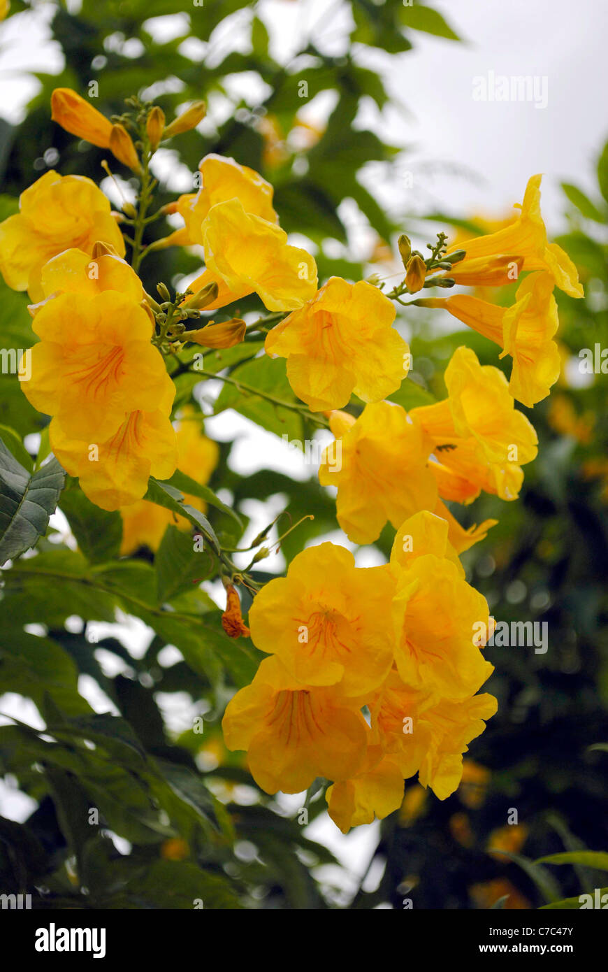 Trumpet bush flowers (Tecoma stans) Stock Photo