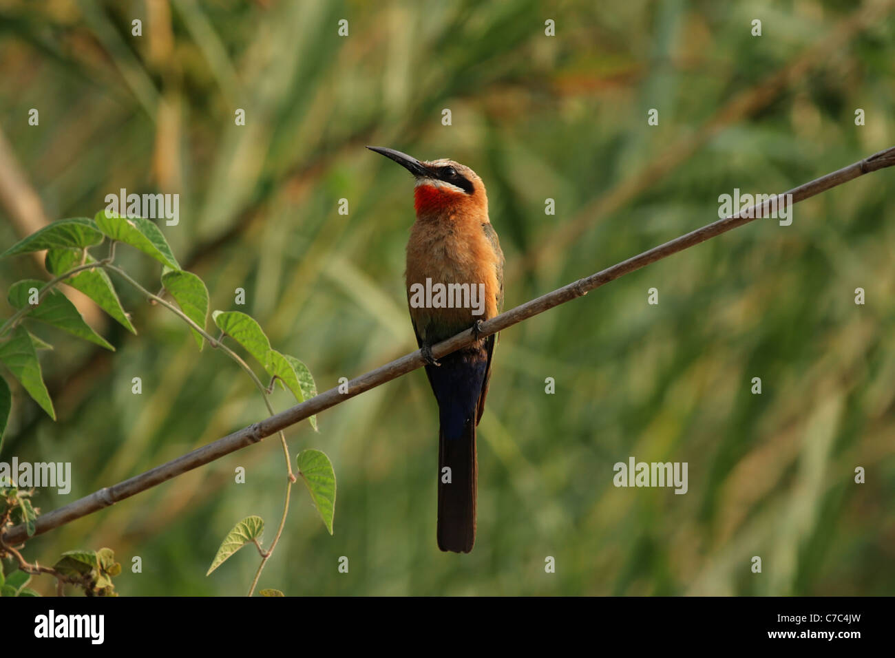 White-fronted Bee-eater (Merops bullockoides) in the Okavango Delta ...