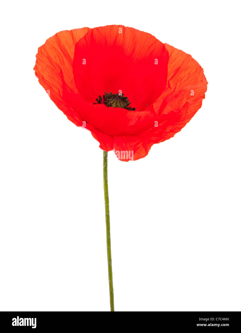 red poppy isolated Stock Photo - Alamy
