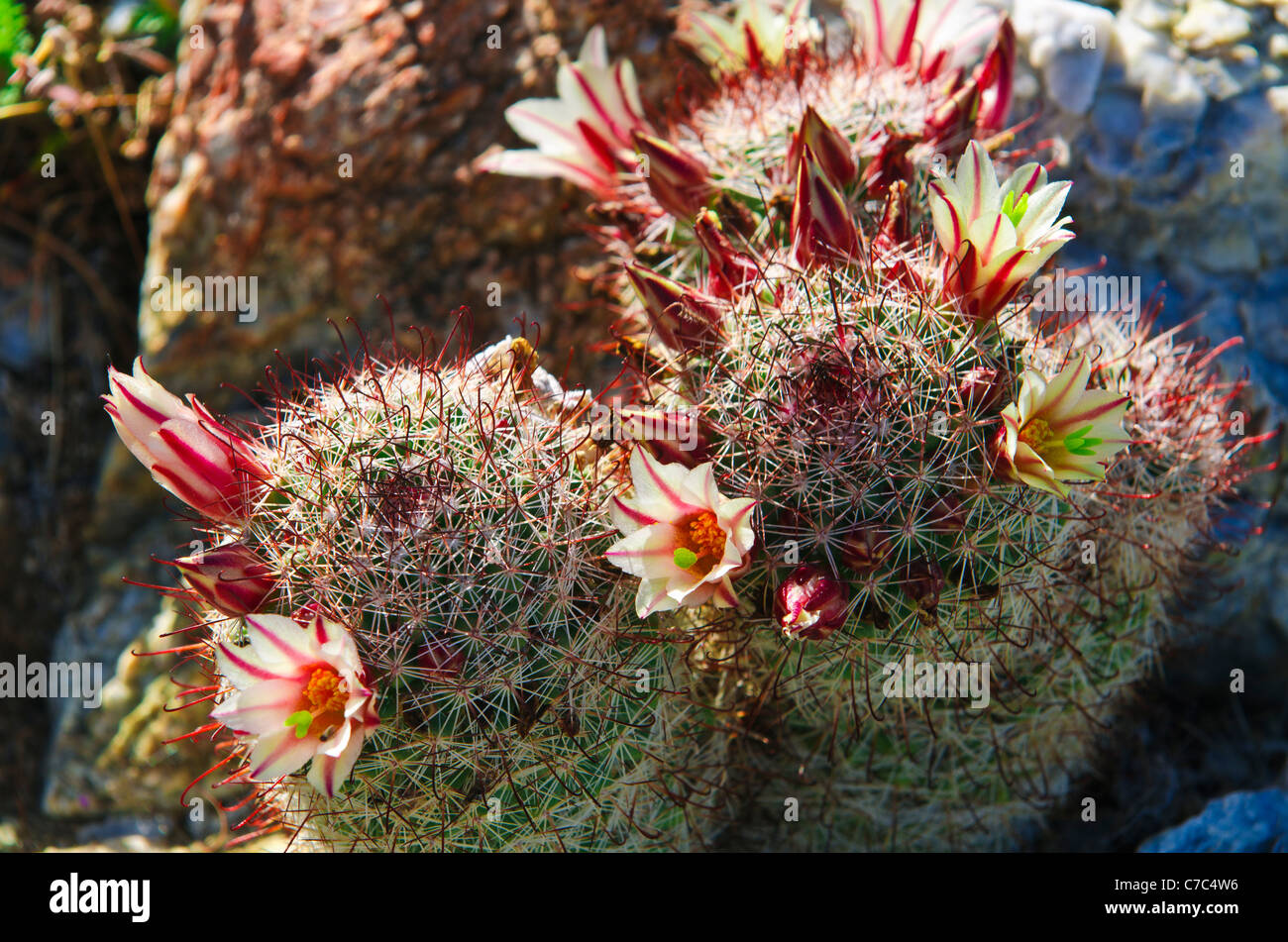 Fishhook Cactus (Mammillaria microcarpa) blooming in Plum Canyon, Anza-Borrego Desert State Park, California USA Stock Photo