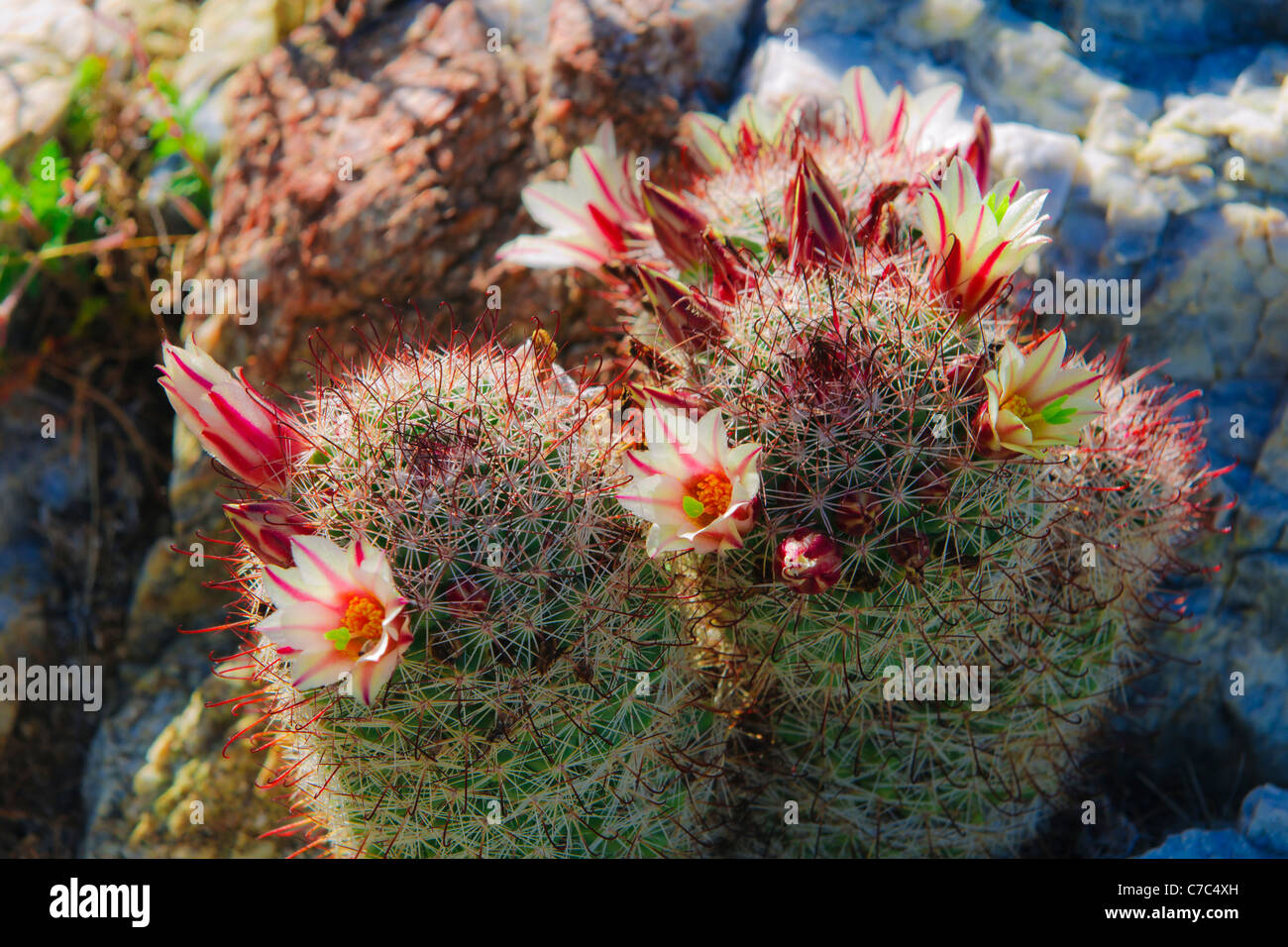Fishhook Cactus (Mammillaria microcarpa) blooming in Plum Canyon, Anza-Borrego Desert State Park, California USA Stock Photo