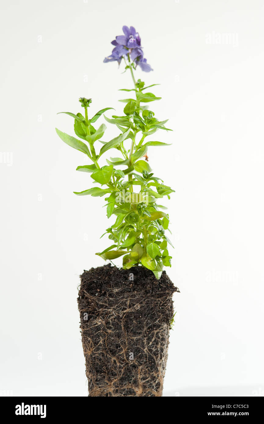 Nemesia plant close up in studio with pot shaped roots Stock Photo