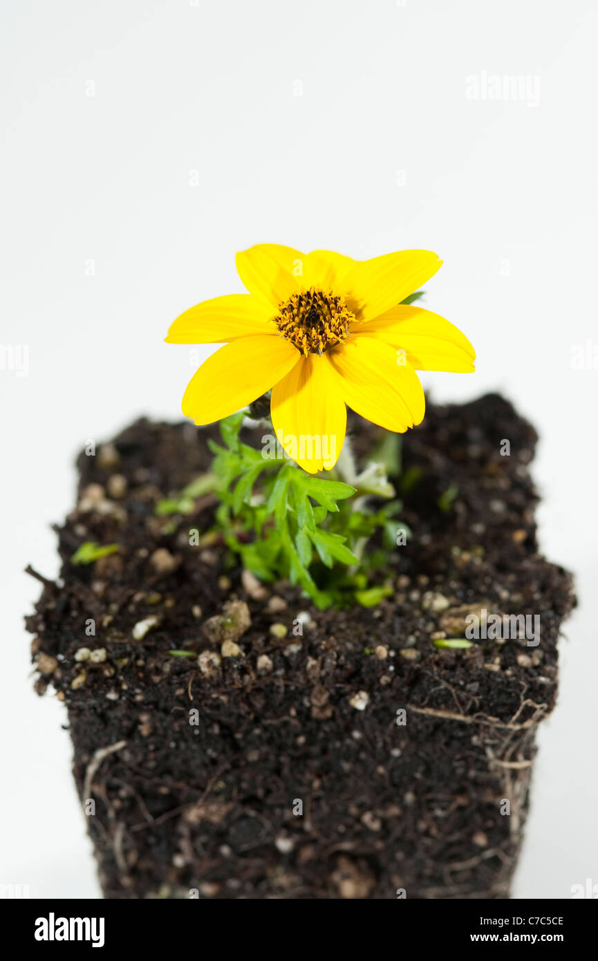 Dwarf yellow bidens in studio with white background and root shaped pot close ups Stock Photo