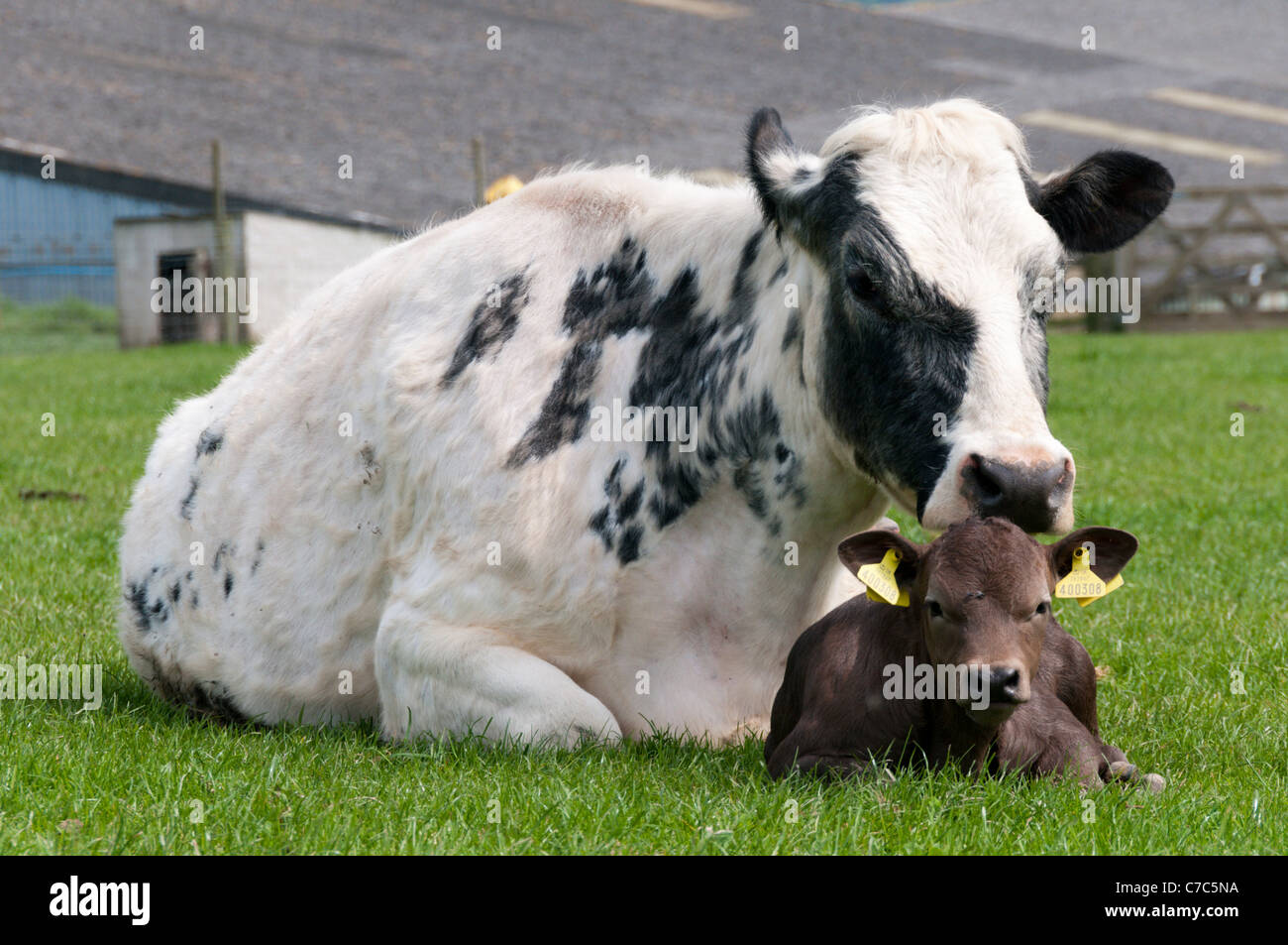 A cow with her calf Stock Photo