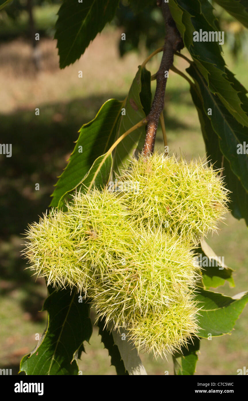 A Sweet Chestnut (Castanea sativa) tree with the spiky casings or cupules containing the chestnuts. Stock Photo