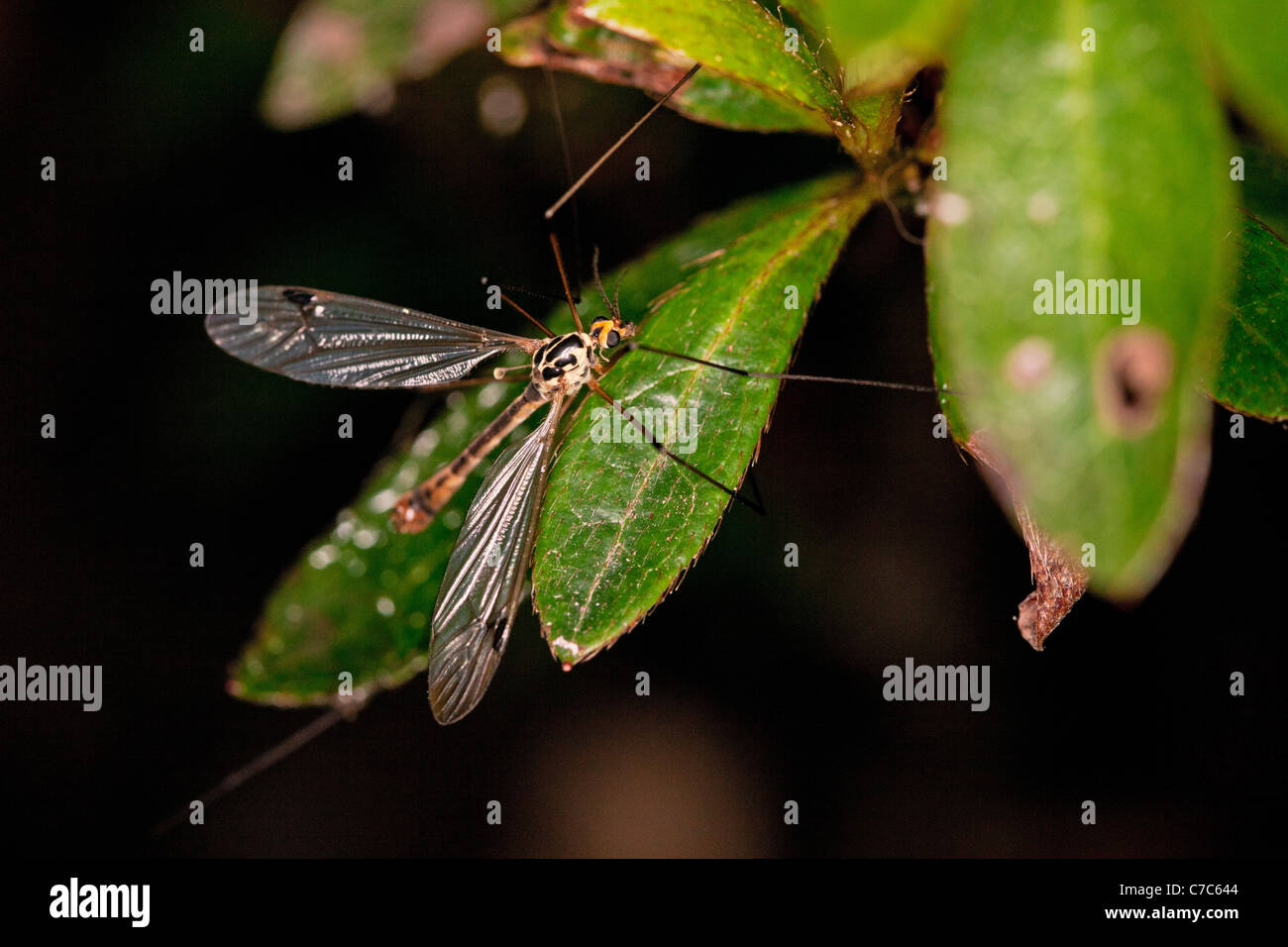 Spotted cranefly on a leaf. Stock Photo