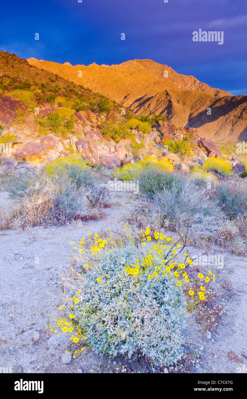 Morning light on Brittlebush under San Ysidro Mountain, AnzaBorrego