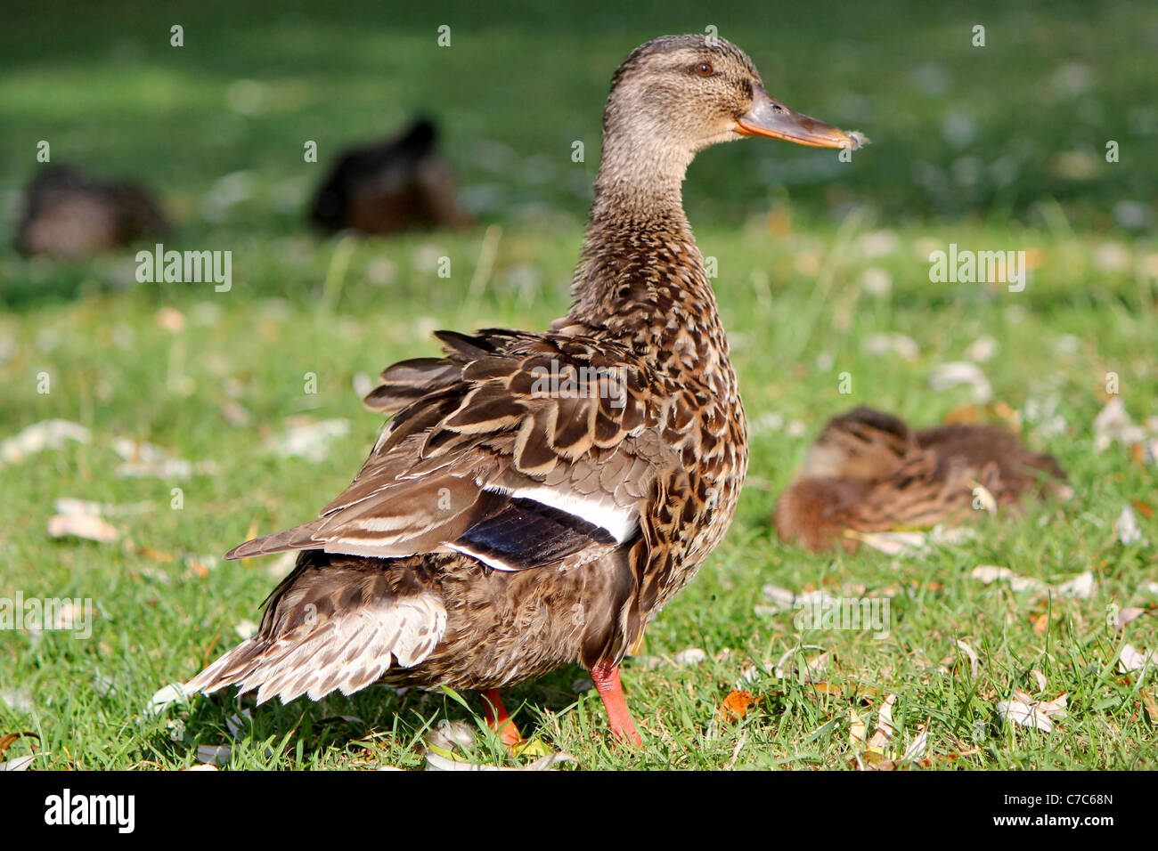 Brown mallard duck Stock Photo