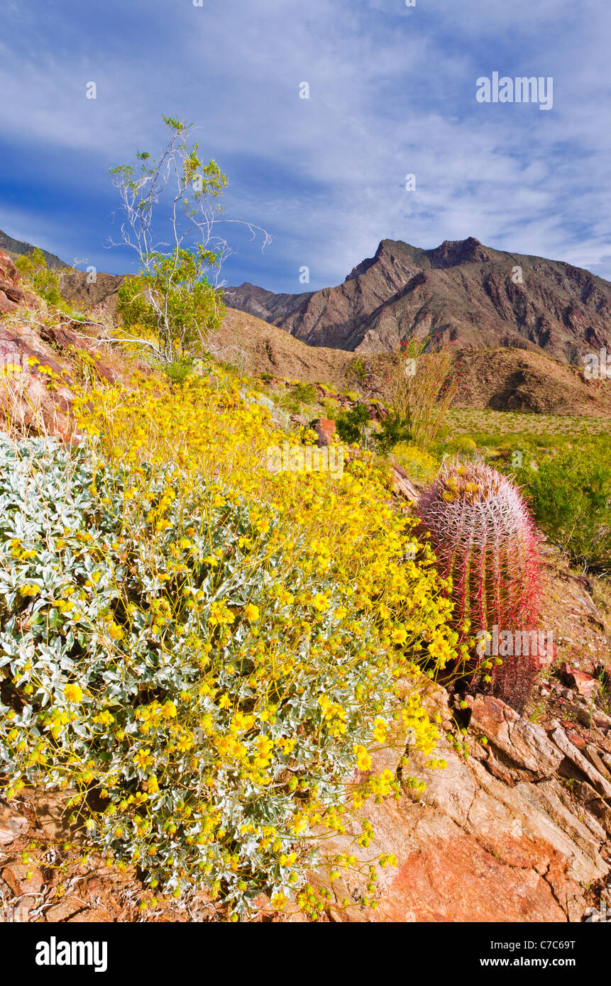 Brittlebush Cactus at Ronald Reece blog