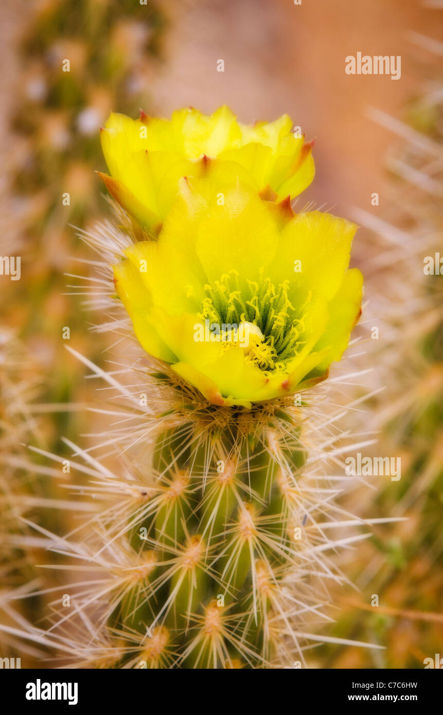 Buckhorn Cholla flower (Cylindropuntia acanthocarpa), Anza-Borrego ...