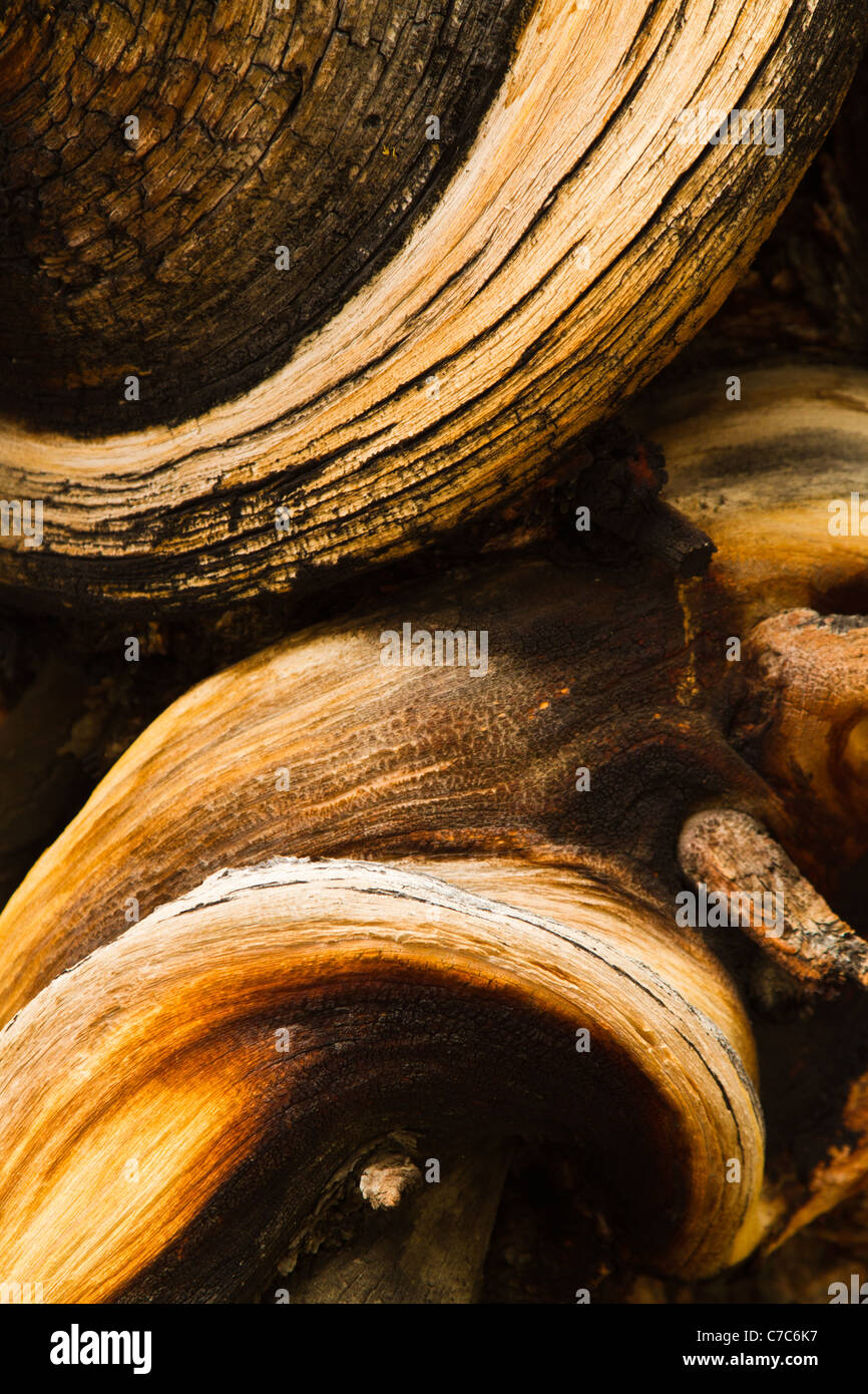 Ancient Bristlecone Pine Forest, Inyo National Forest, California, USA Stock Photo