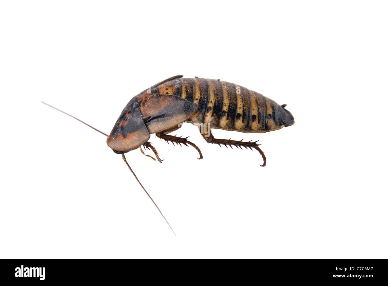 Close up of cockroach isolated over white Stock Photo