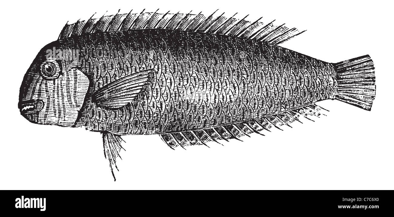 Pearly razorfish or Xyrichthys cultratus, vintage engraving. Old engraved illustration of Pearly razorfish. Stock Photo