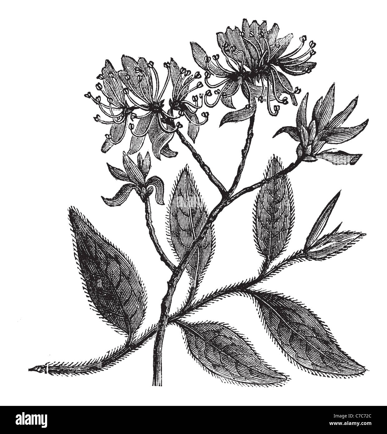 Rhodora or Rhododendron canadense, vintage engraving. Old engraved illustration of Rhodora isolated on a white background. Stock Photo