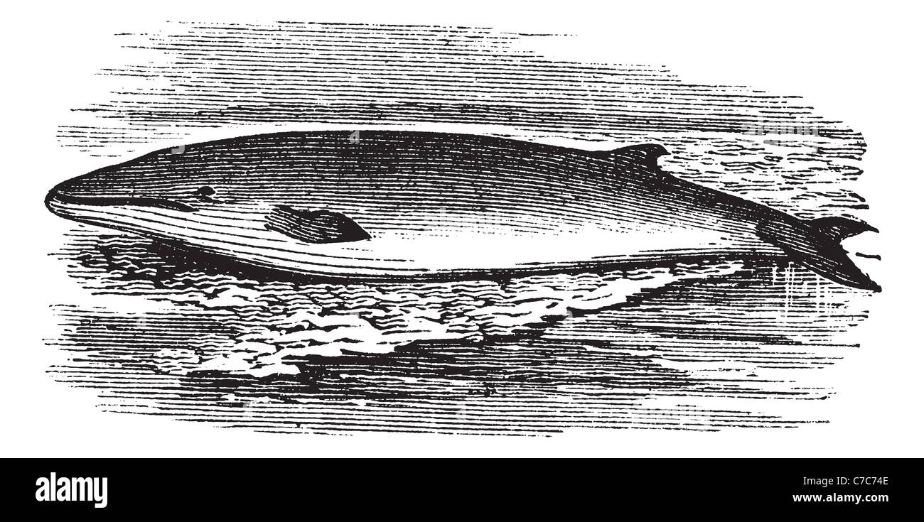 Fin whale or Balaenoptera physalus or Common rorqual, vintage engraving. Old engraved illustration of Fin whale in the river. Stock Photo