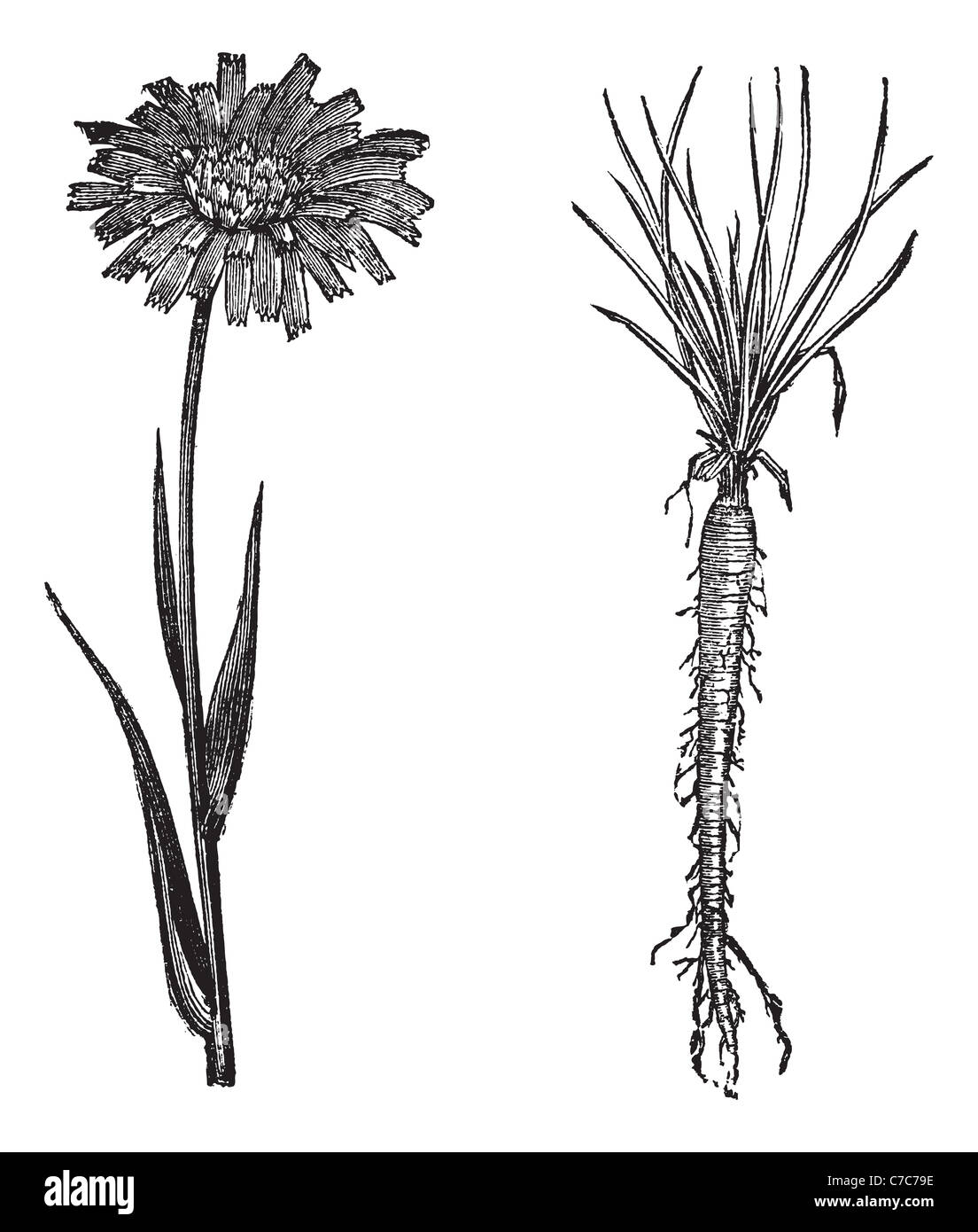 Goatsbeard Roots Goatsbeard, vintage engraving. Old engraved illustration of Goatsbeard ...