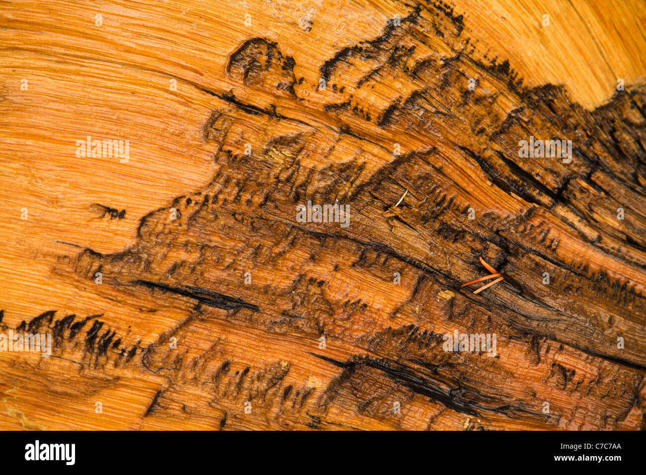 Close up of bark of an ancient bristlecone pine tree in the White Mountains of California/Nevada near Bishop, Califor Stock Photo