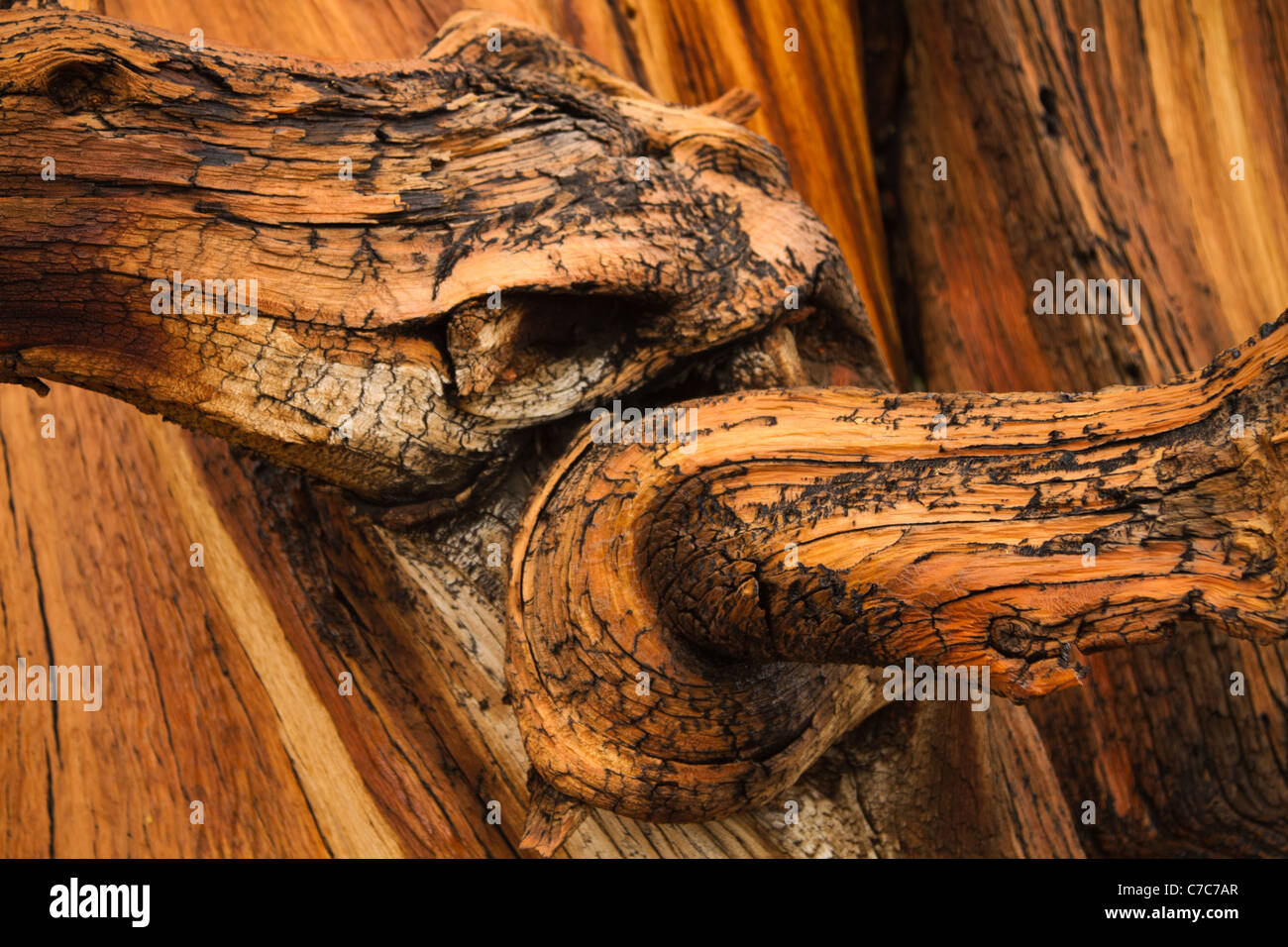 Close up of a twisted trunk of an ancient bristlecone pine tree in the White Mountains of California/Nevada near Bishop, Califor Stock Photo