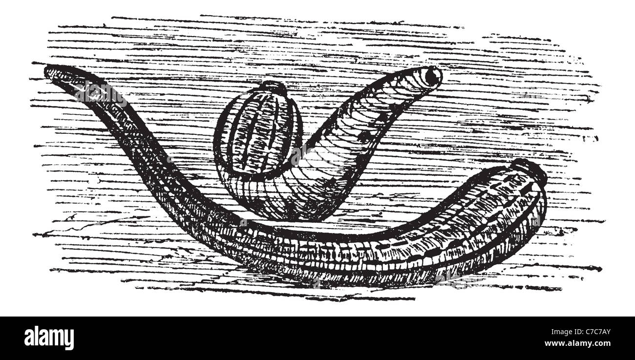 Leeches, vintage engraving. Old engraved illustration of two Leeches in the water. Stock Photo