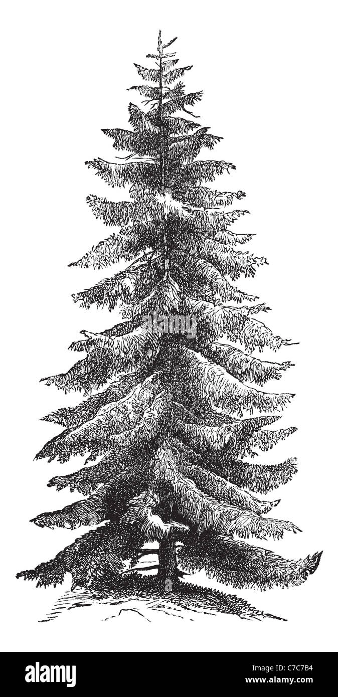 Norway Spruce or Picea abies or European Spruce, vintage engraving. Old engraved illustration of Norway Spruce tree. Stock Photo