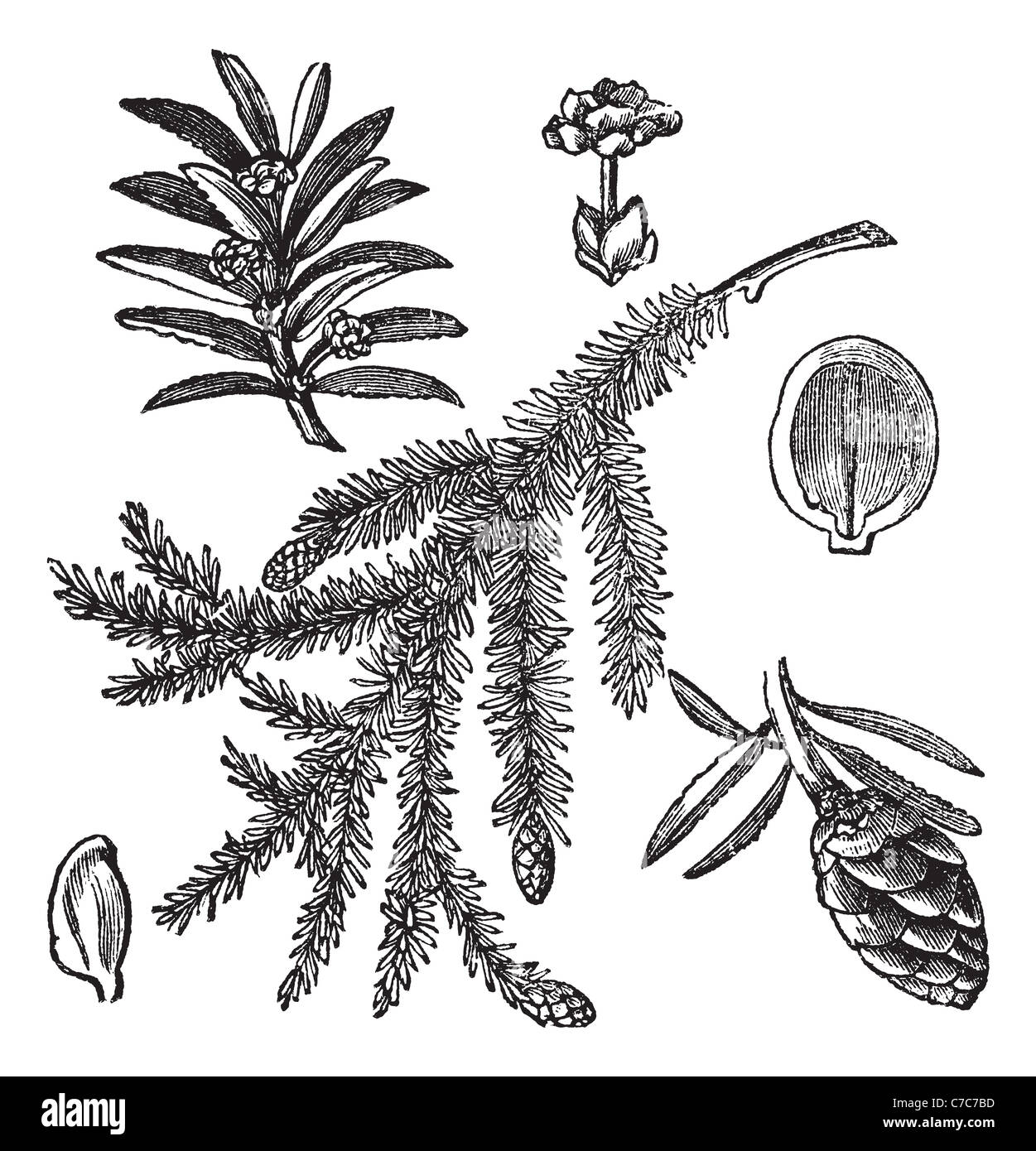 Canadian Hemlock or Eastern Hemlock, vintage engraving. Old engraved illustration of Canadian Hemlock isolated on a white. Stock Photo