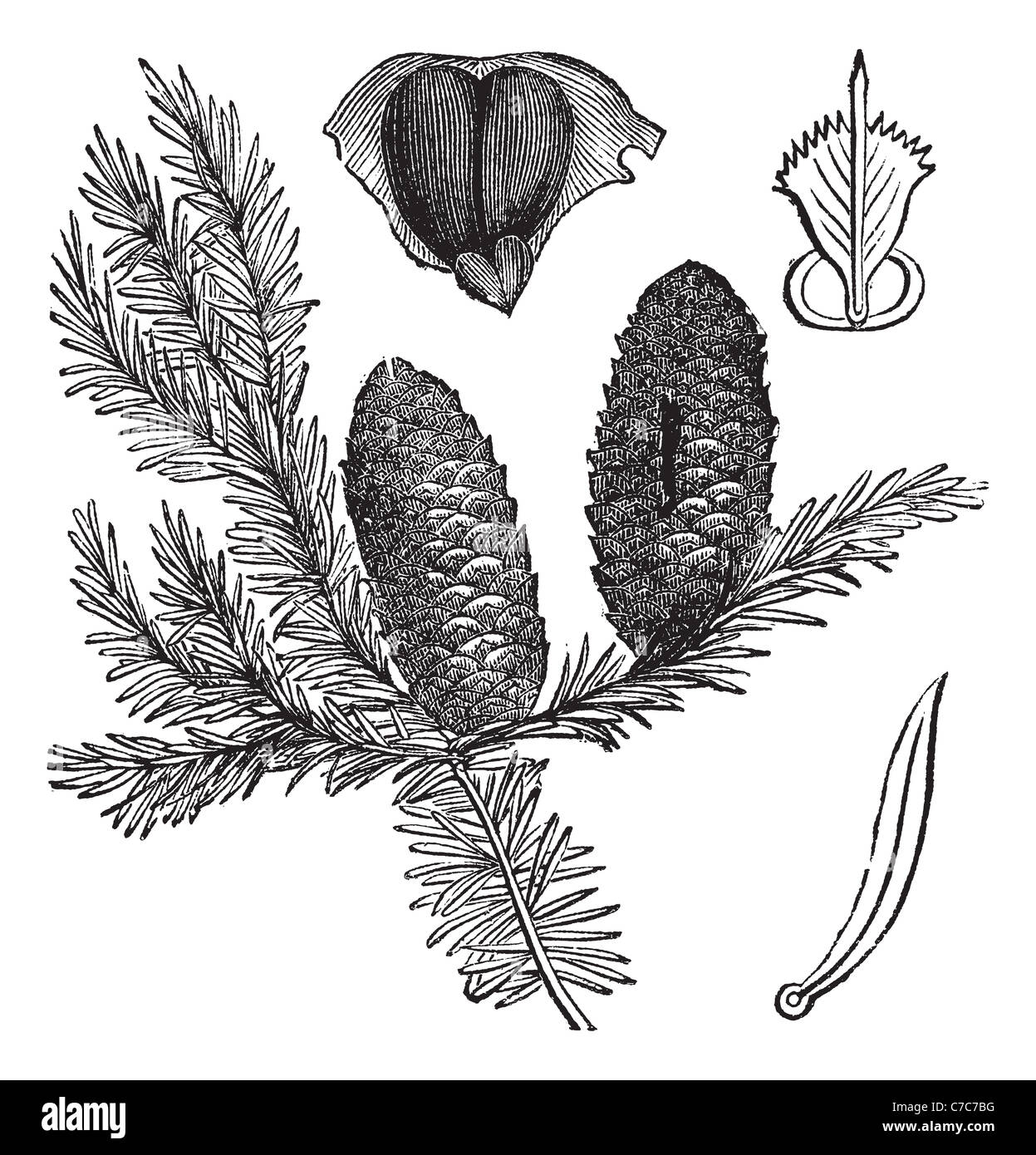 Balsam fir or Abies balsamea, vintage engraving. Old engraved illustration of Balsam fir isolated on a white background. Stock Photo
