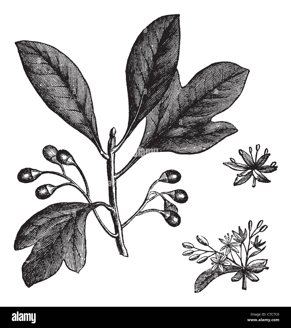Sassafras or Red Sassafras, vintage engraving. Old engraved illustration of Sassafras with