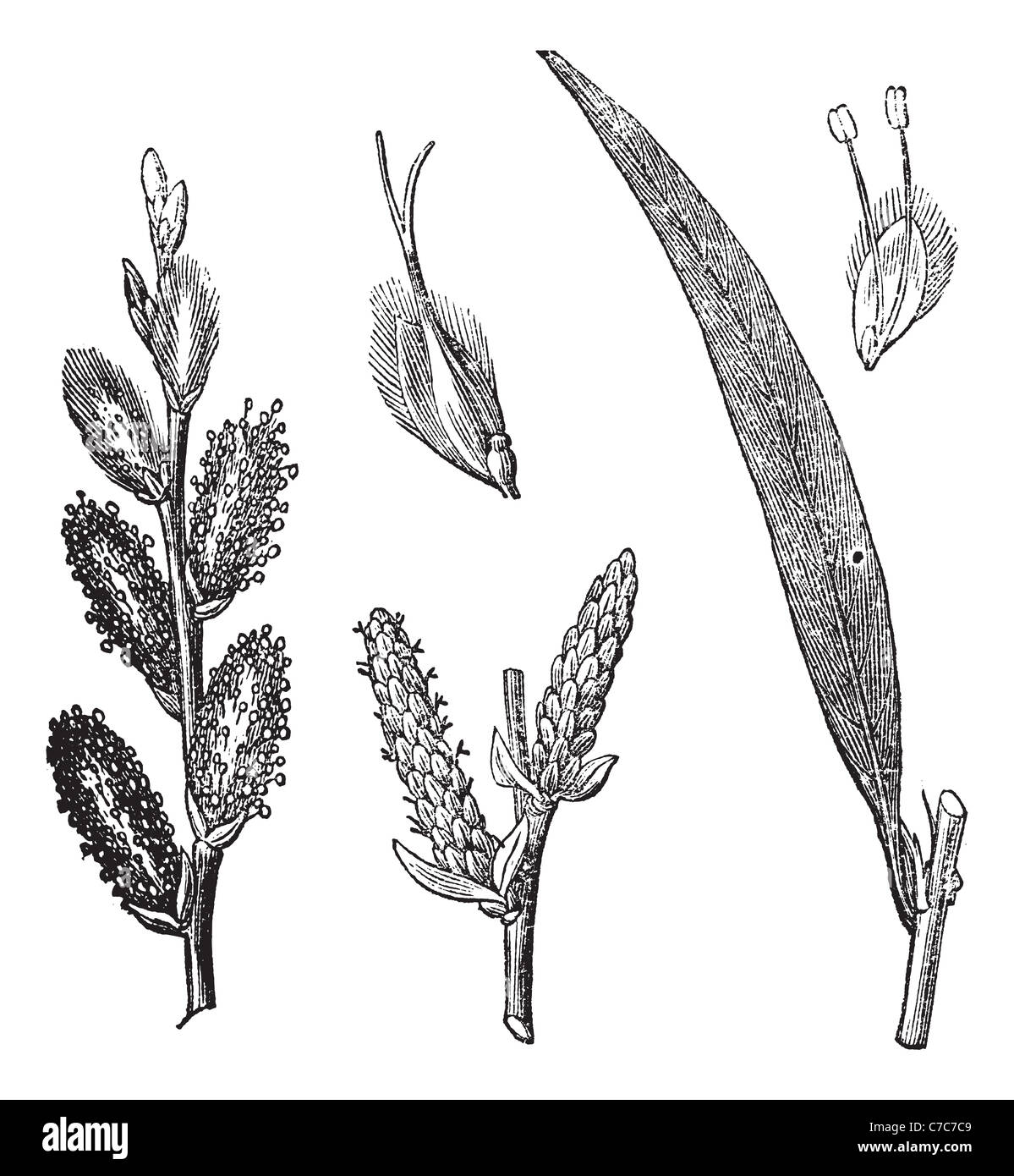 Common Osier, vintage engraving. Old engraved illustration of Common Osier with male and female flowers isolated on a white. Stock Photo