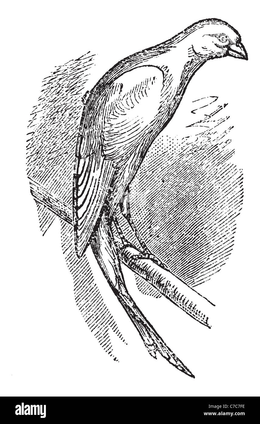 Scottish fancy canary or Scottish canary, vintage engraved illustration. Trousset encyclopedia (1886 - 1891). Stock Photo