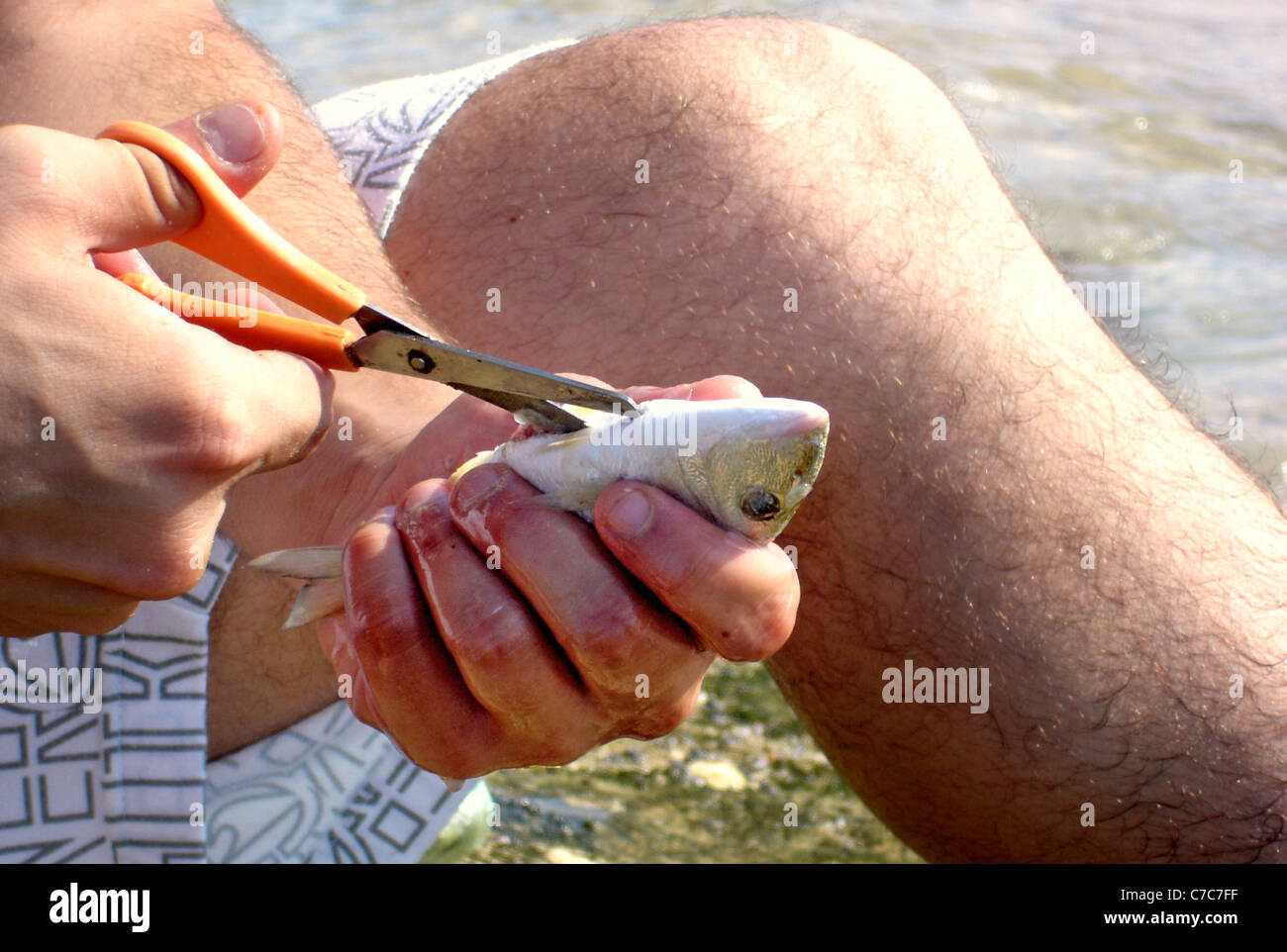 Fishing fish in Nitzanim national reserve between Ashkelon to Ashdod on the coast of the Mediterranean sea. Stock Photo