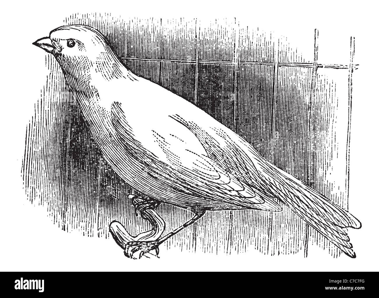 Ordinary canary, vintage engraved illustration. Trousset encyclopedia (1886 - 1891). Stock Photo