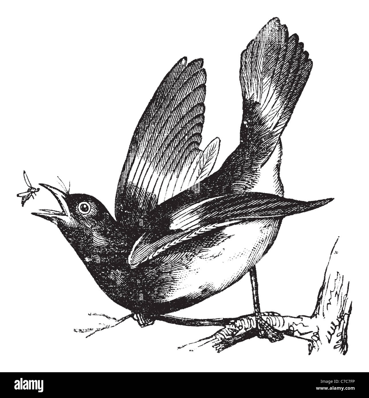 American Redstart, vintage engraving. Old engraved illustration of American Redstart catching an insect from the branch. Stock Photo