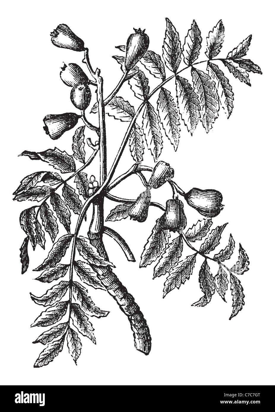 Sorbus domestica or Whitty Pear, vintage engraving. Old engraved illustration of Sorbus domestica isolated on a white background Stock Photo