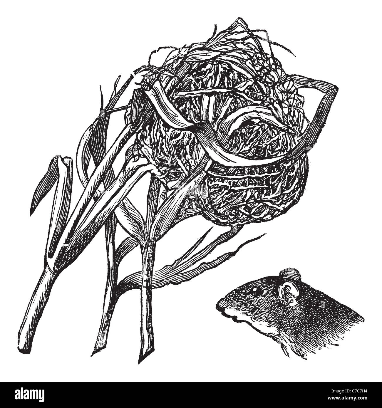 Nest and the head of harvest mouse, vintage engraving. Old engraved illustration of nest and the head of harvest mouse. Stock Photo