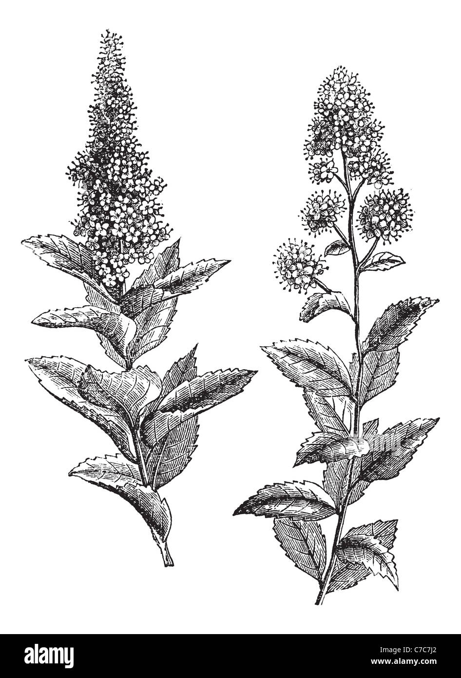 Spiraea salicifolia and Steeplebush or Hardhack, vintage engraving. Old engraved illustration of Spiraea salicifolia. Stock Photo